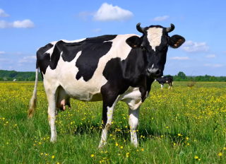 Cow